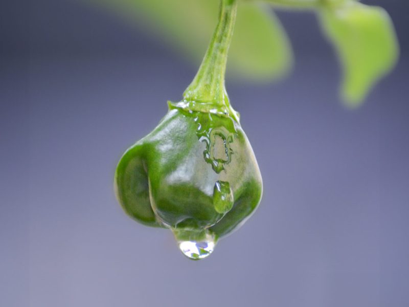 Chili mit Wassertropfen Makro