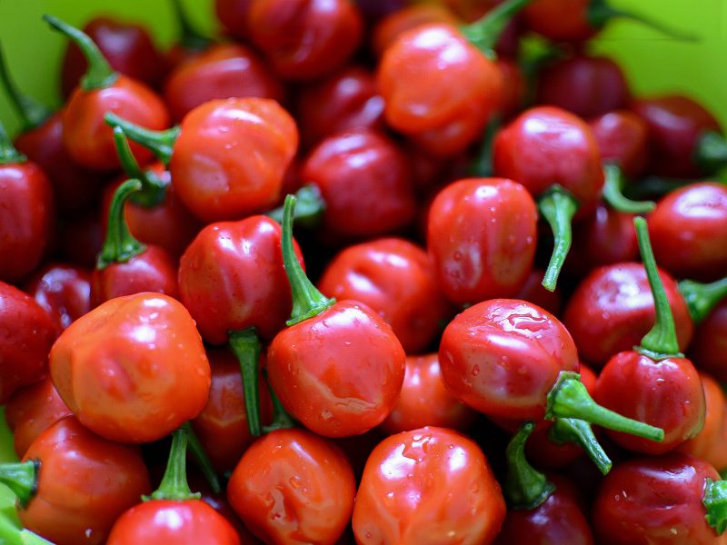 Chillis mit Wassertropfen