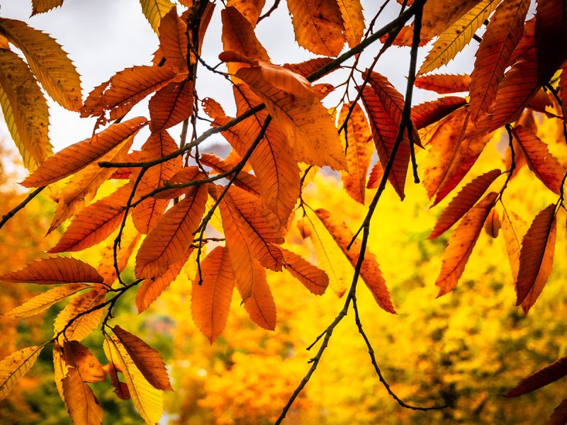 Herbstliche Blätter, Toscanapark Gmunden