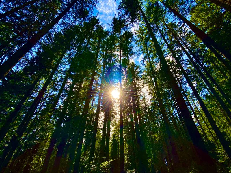 Wald im Gegenlicht Gosau Salzkammergut